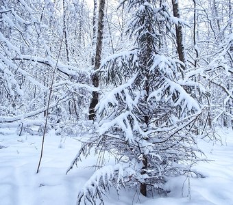 Зимняя сказка в Битцевском лесу