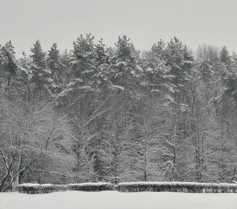Долгожданный снегопад