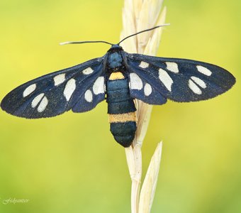 Амата фегея