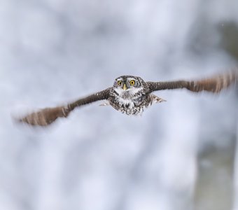 Мгновение полета