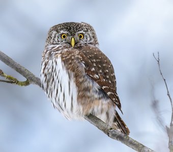 Воробьиный сычик