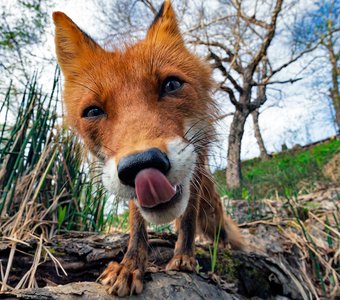 Любопытный