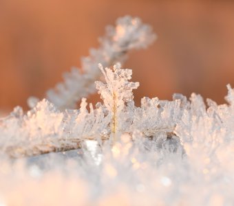Хрустальное дерево в хрустальном лесу