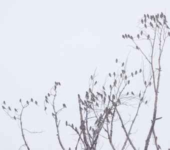 Свиристели прилетели