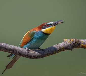 Пчела на перекус