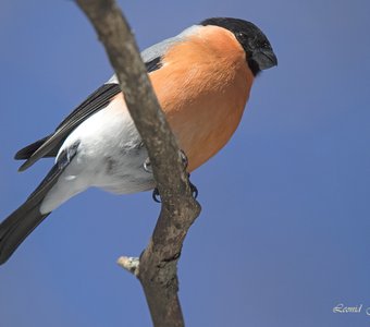 Снегириный портрет