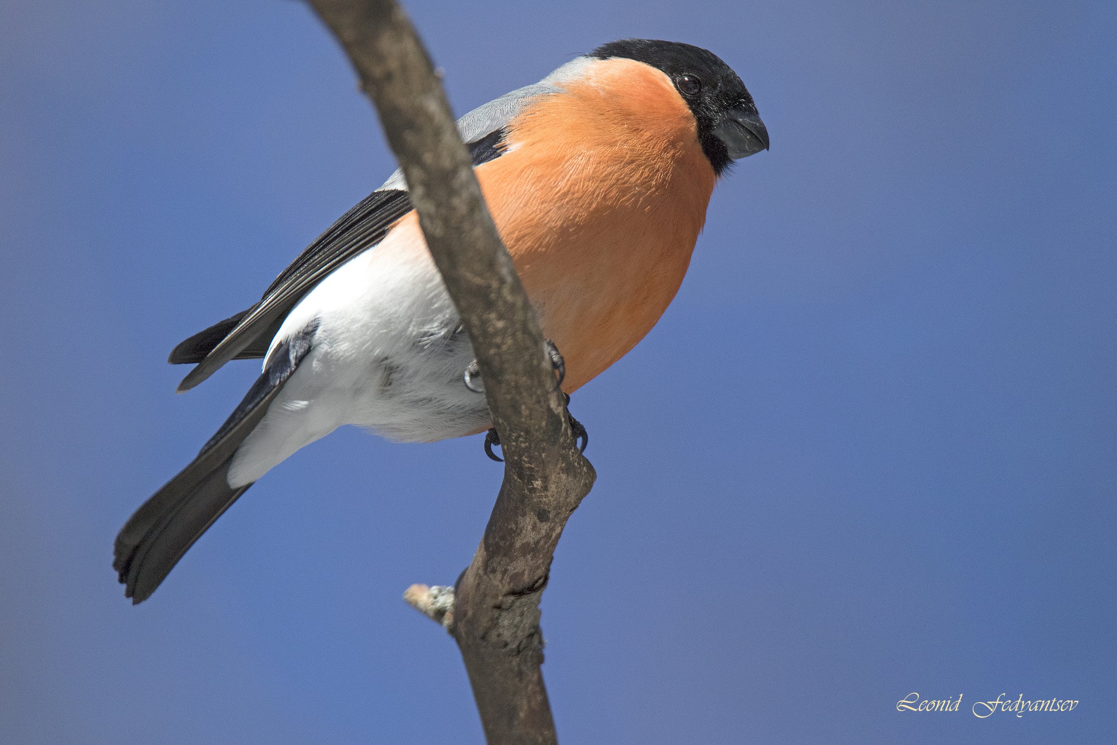 Снегириный портрет