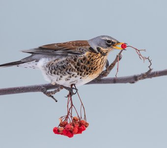 Вкусная трапеза