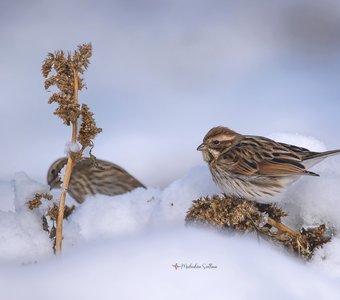 Почти воробей.