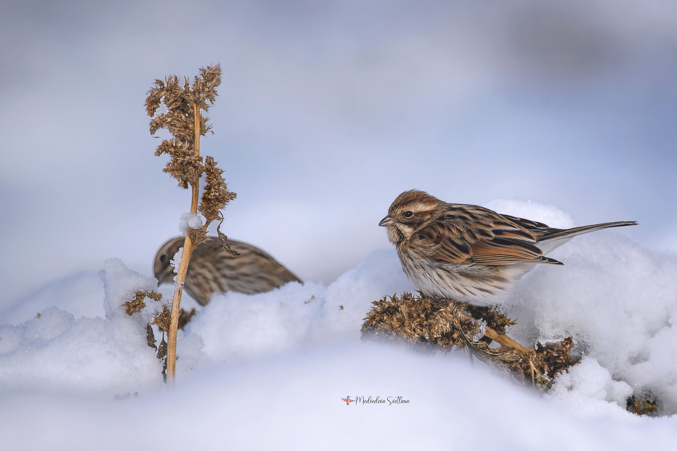Почти воробей
