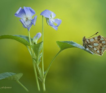 Взаимность. Фиалки и Латония
