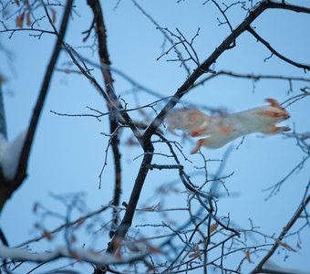 "Белка-летяга"