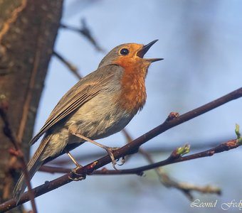 Весенний мотив