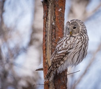 Длиннохвостая неясыть