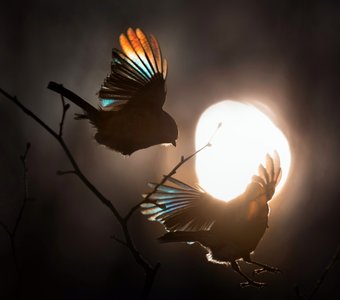 Синица и снегирь закате