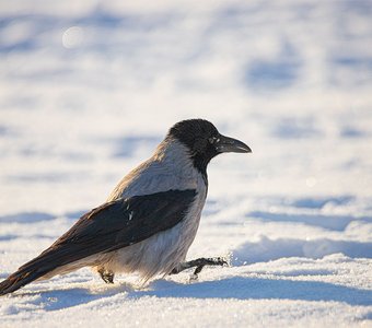 Широко шагая