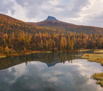 Медвежья лапа