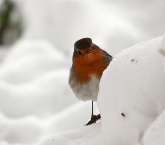 А что это вы здесь делаете? Лето то кончилось