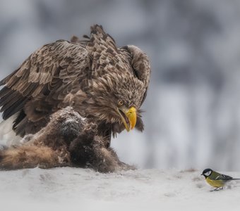 Давид и Голиаф