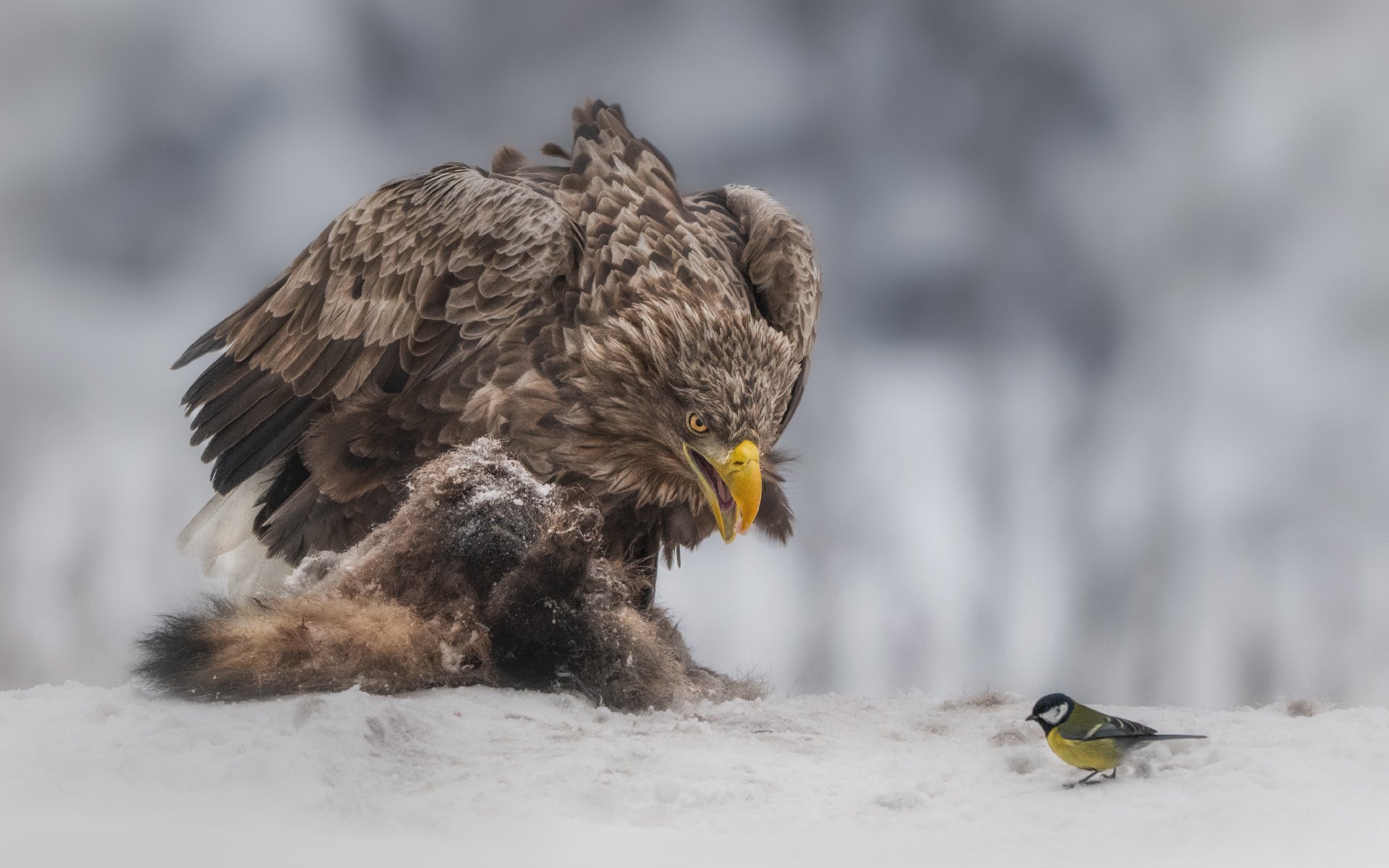 Давид и Голиаф