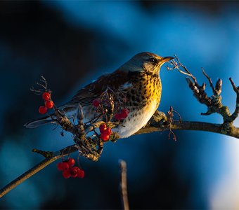 "Лёд и пламя"