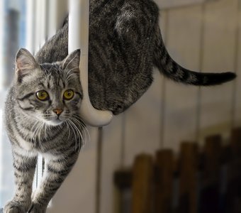 Невероятная способность