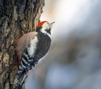 Лично я полечу прямо на Солнце!