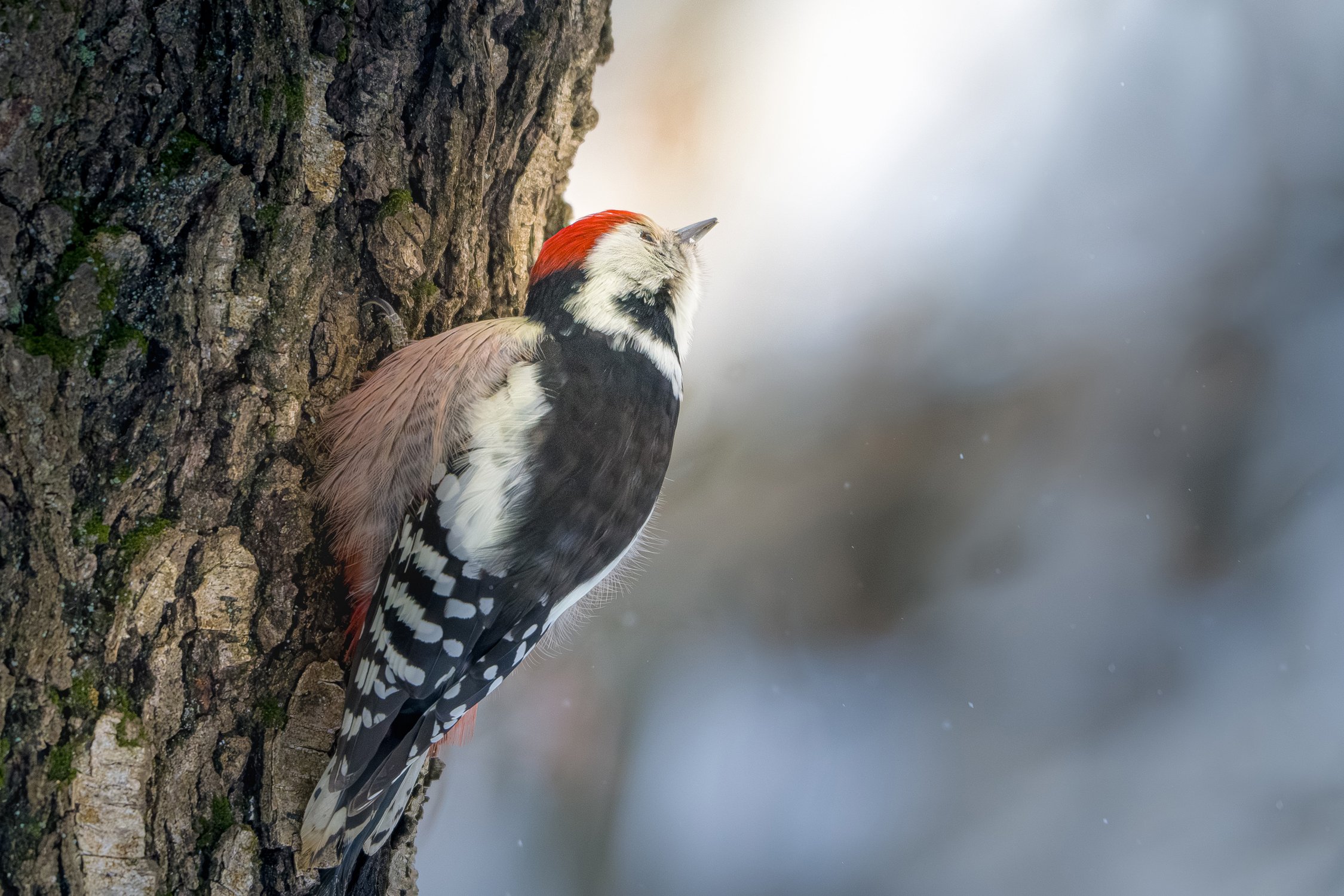 Лично я полечу прямо на Солнце!