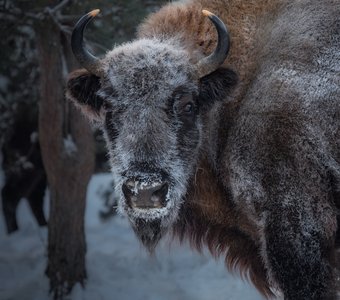 Смотри в глаза