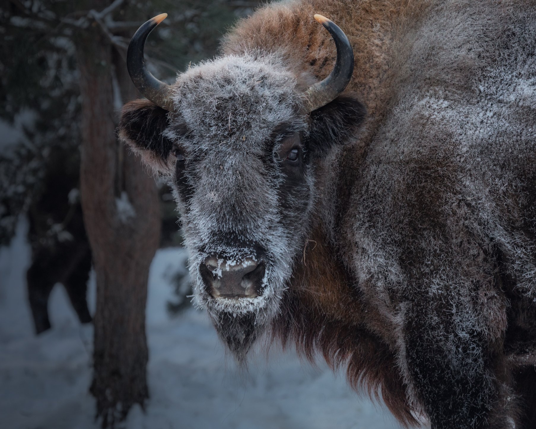 Смотри в глаза