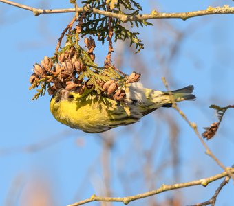 Чиж выклёвывает семена из шишек туи