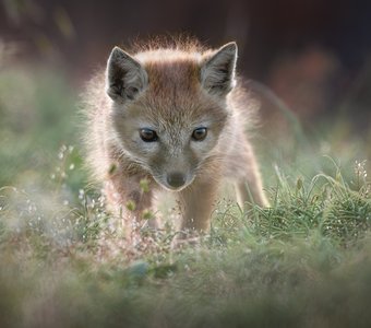 Первые шаги