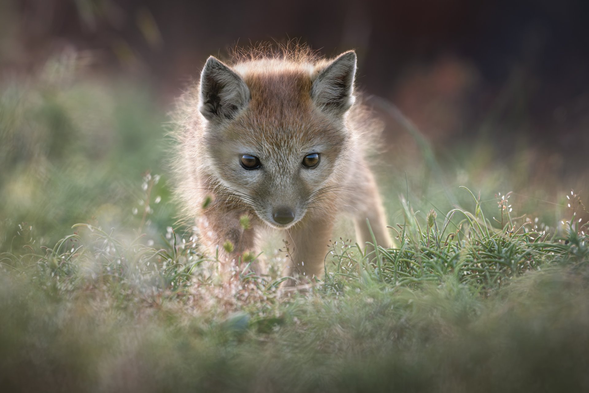 Первые шаги