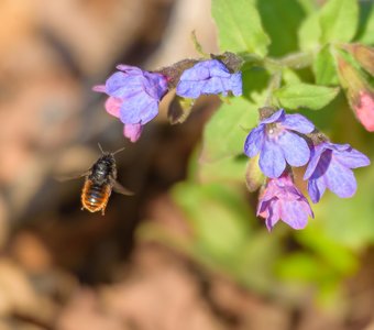 Подлетая к цветку