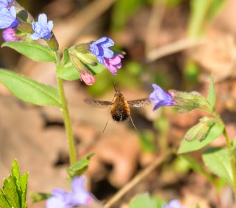 Жужжало в полёте