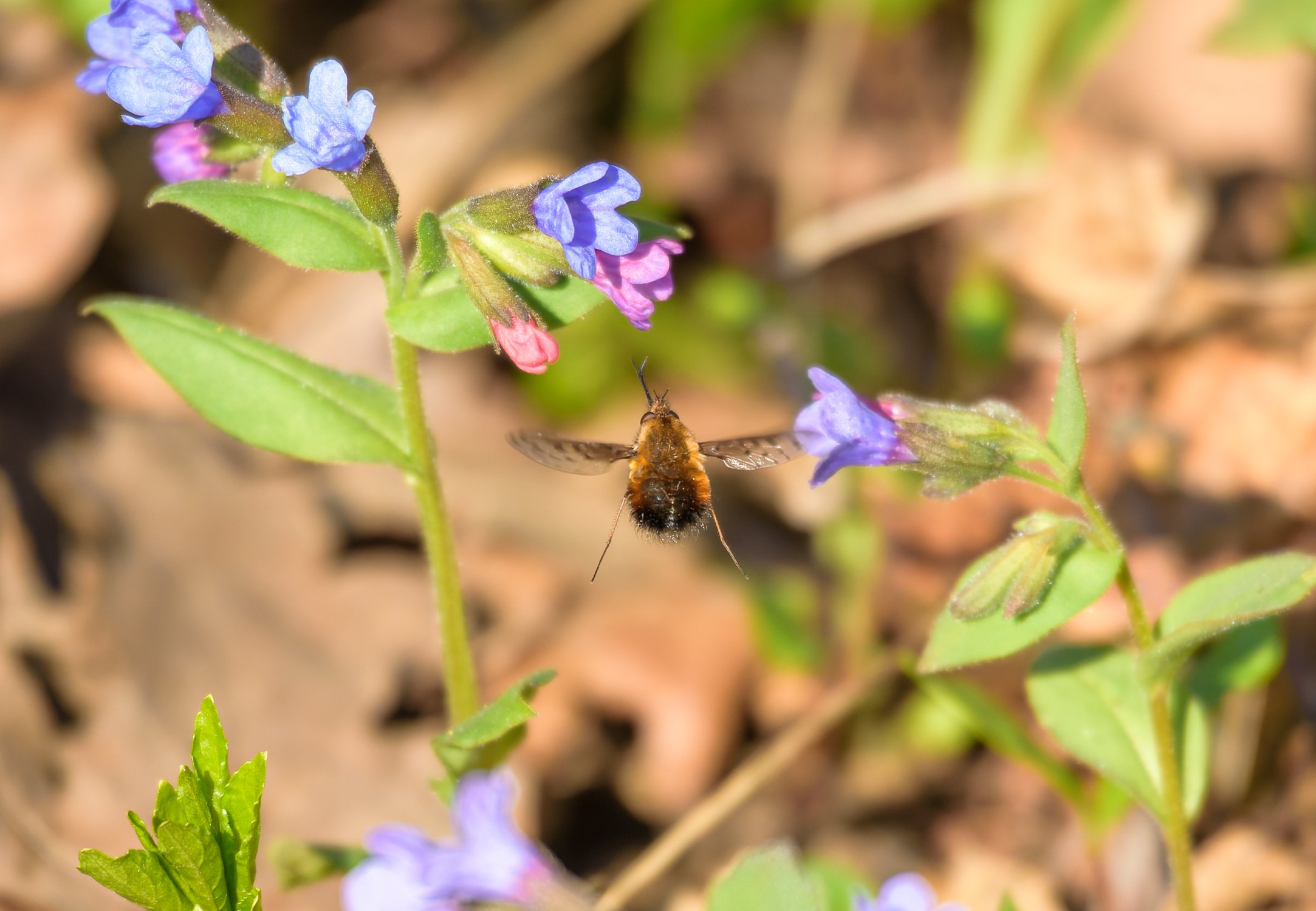Жужжало в полёте