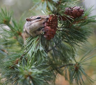 Я не я, когда голоден!!!