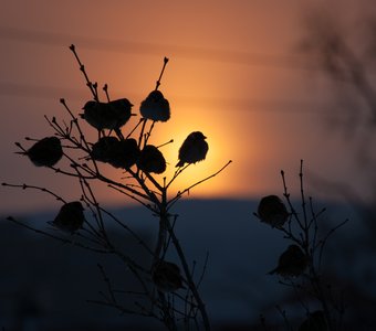 Январский полдень