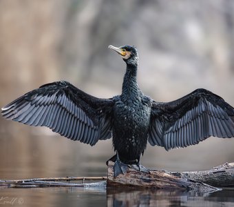 Перерыв на сушку