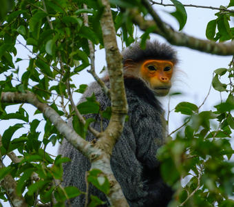 Во вьетнамских лесах