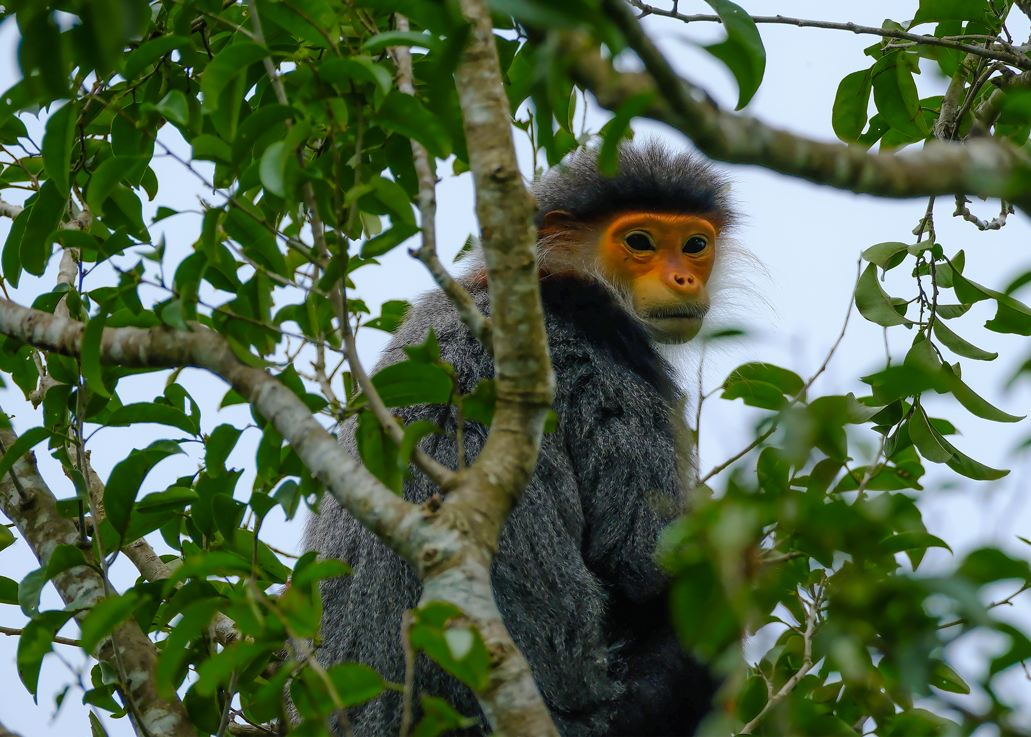 Во вьетнамских лесах