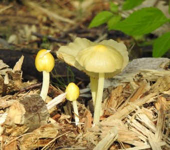 Больбитус  золотистый