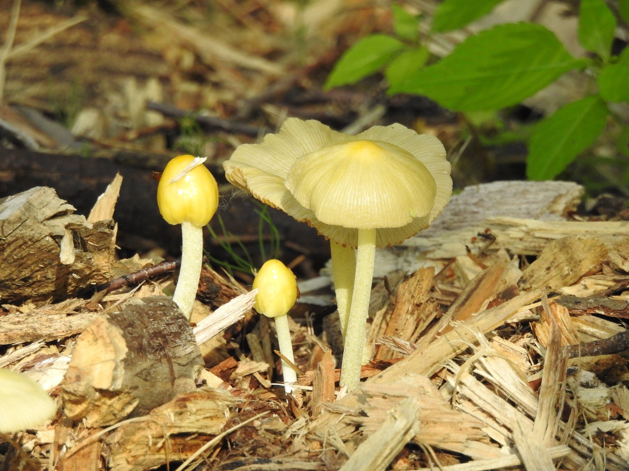 Больбитус золотистый