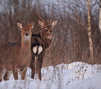 С ним спокойна она