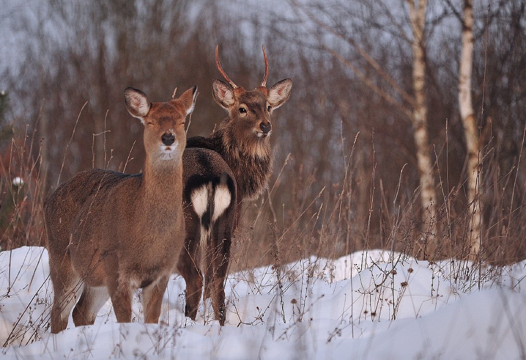 С ним спокойна она