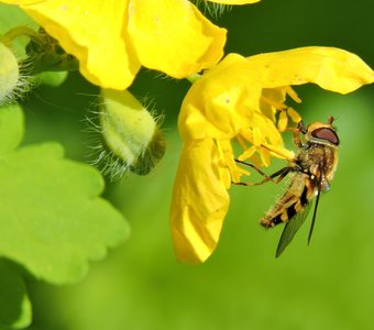 Журчалка на чистотеле
