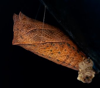 В ожидании весны