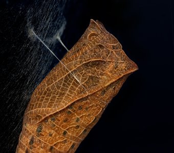 Метаморфоза