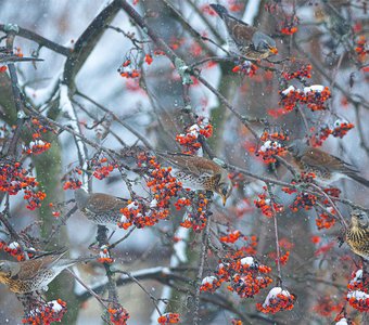 Рябинники против рябины