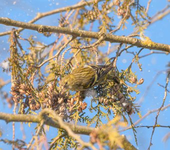Клюющую семена туи самку чижа засыпает февральским снегом